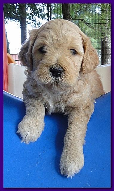 Jolie Ripley puppies 4-5 weeks old 049