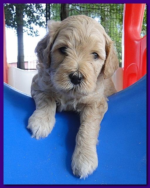 Jolie Ripley puppies 4-5 weeks old 050