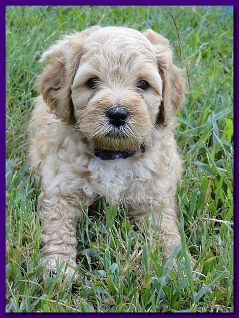 Jolie Ripley puppies 6 weeks old 3 021