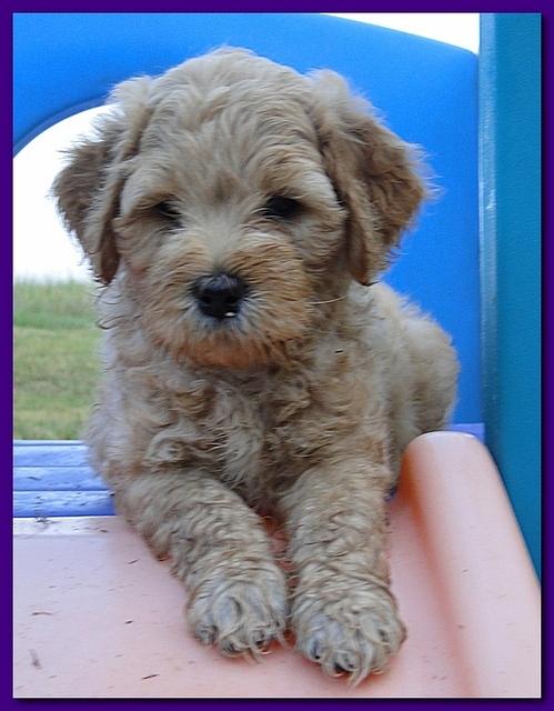 Jolie Ripley puppies 7 weeks old 050