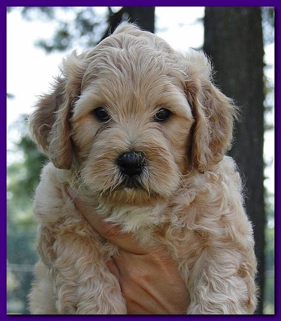 Jolie Ripley puppies 7 weeks old heads 002