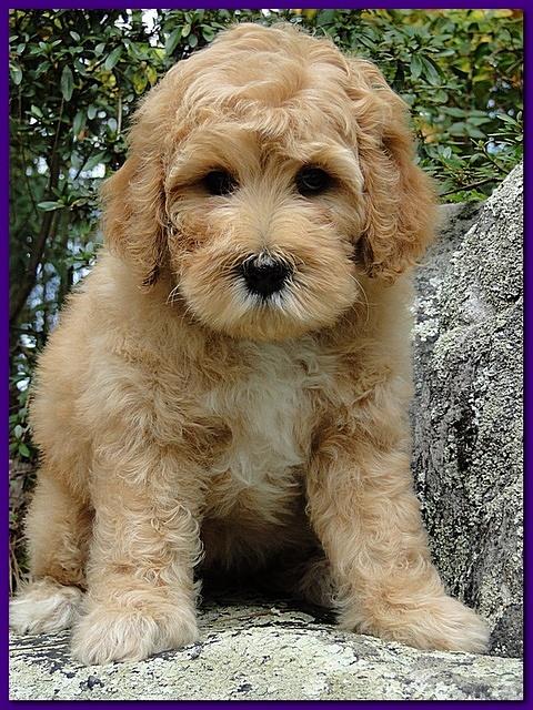 Jolie Ripley puppies 8 weeks old purple 005