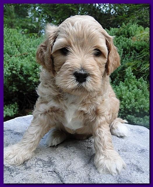 Jolile Rilpley puppies 5 weeks old 012