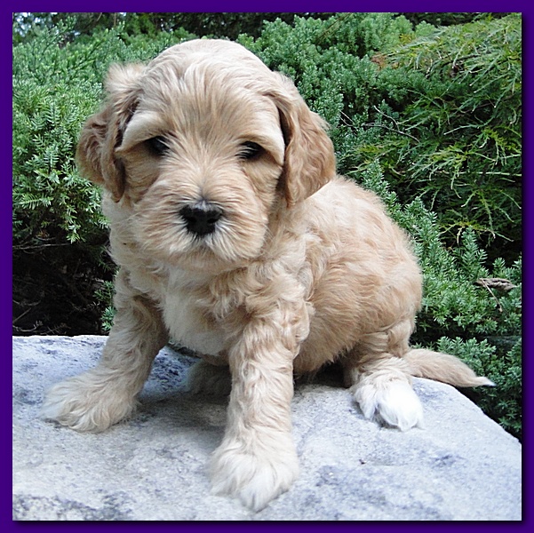 Jolile Rilpley puppies 5 weeks old 013