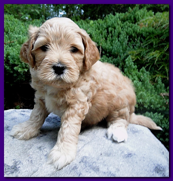 Jolile Rilpley puppies 5 weeks old 014