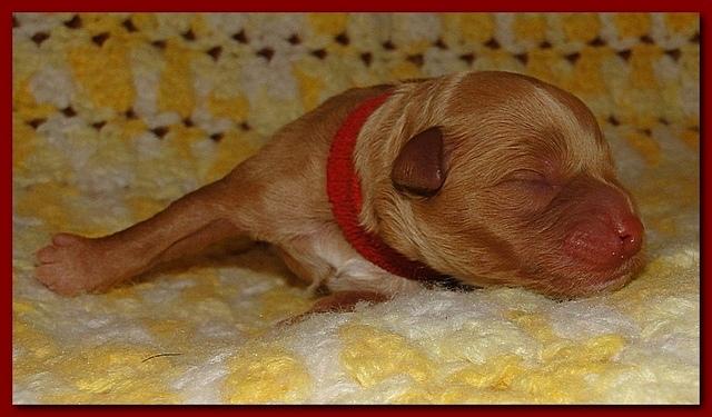 Jolie Ripley puppies 1 day old 025