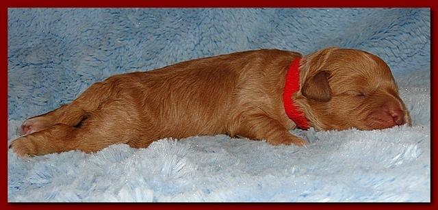 Jolie Ripley puppies 1 week old 042