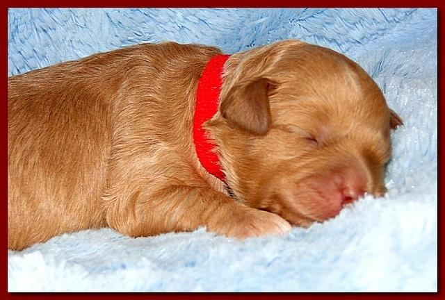 Jolie Ripley puppies 1 week old 043