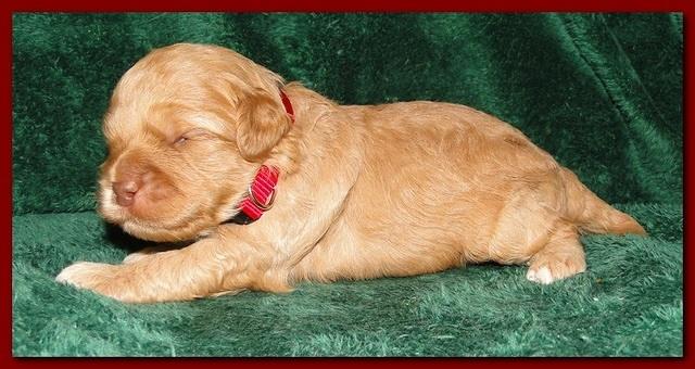 Jolie Ripley puppies 2 weeks old 024