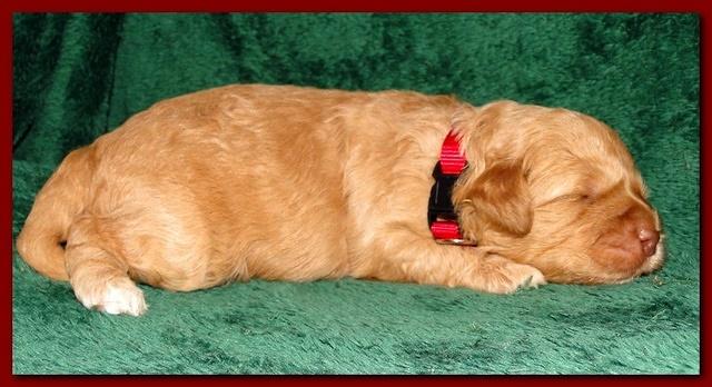 Jolie Ripley puppies 2 weeks old 030