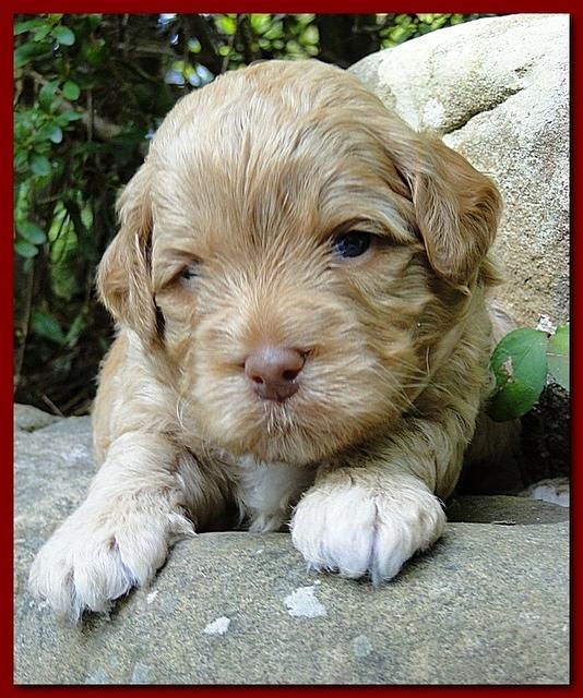 Jolie Ripley puppies 3 weeks old 031