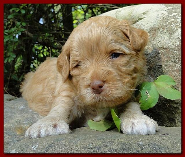 Jolie Ripley puppies 3 weeks old 032