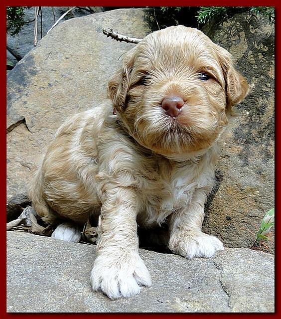 Jolie Ripley puppies 3 weeks old 033