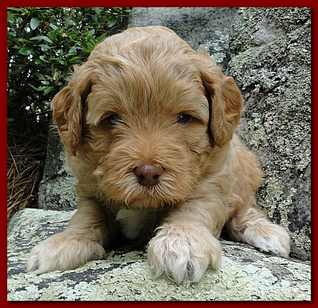 Jolie Ripley puppies 4 weeks old 019