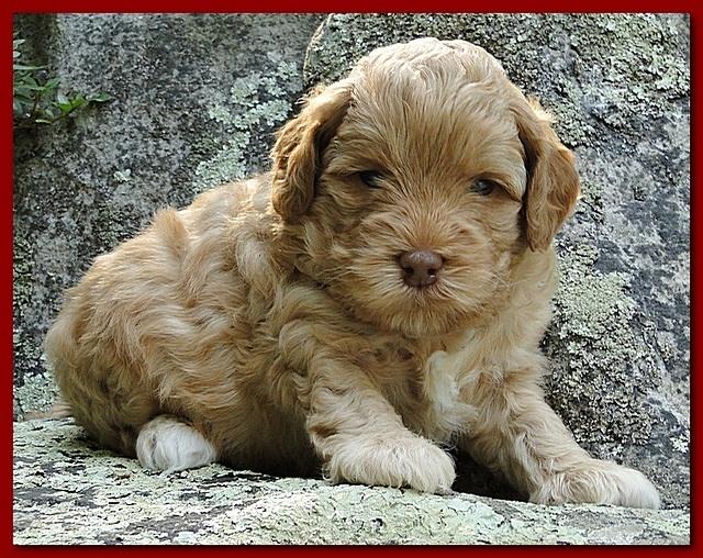 Jolie Ripley puppies 4 weeks old 052