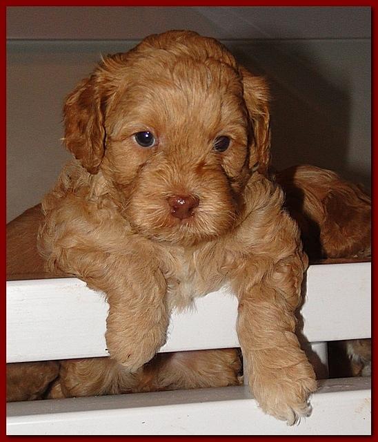 Jolie Ripley puppies 4-5 weeks old 008