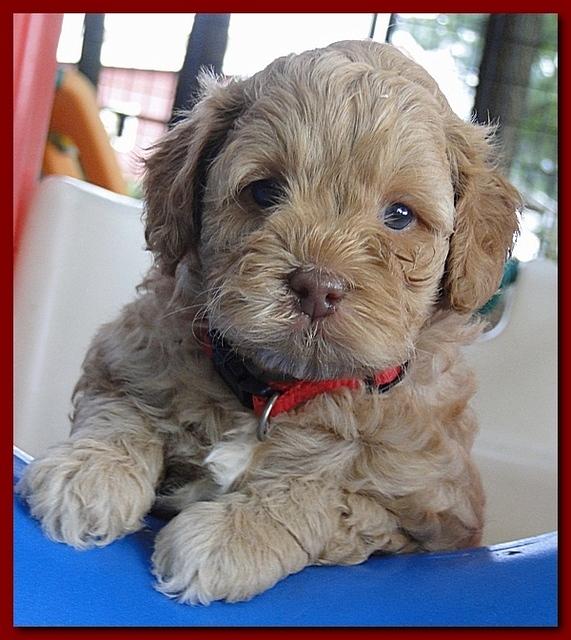 Jolie Ripley puppies 4-5 weeks old 043