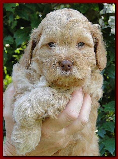 Jolie Ripley puppies 5.5 weeks faces 013