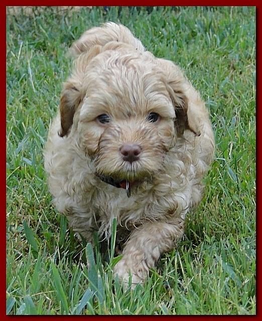 Jolie Ripley puppies 6 weeks old play 020