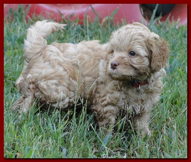 Jolie Ripley puppies 6 weeks old play 030