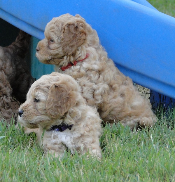 Jolie Ripley puppies 6 weeks old playtime 3 017