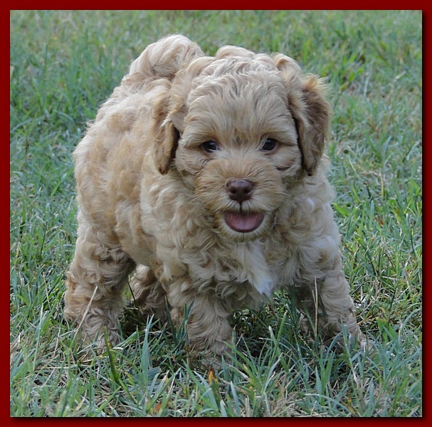 Jolie Ripley puppies 6 weeks old playtime 3 018