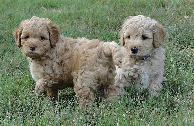 Jolie Ripley puppies 6 weeks old playtime 3 021