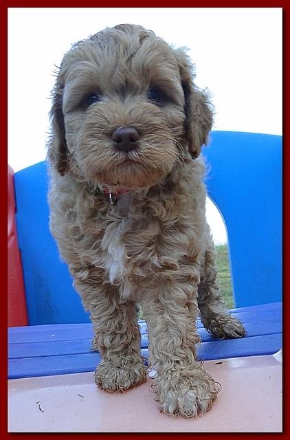 Jolie Ripley puppies 7 weeks old 034