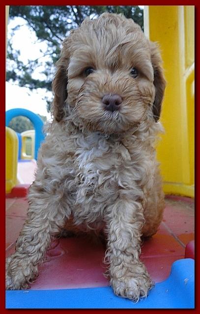 Jolie Ripley puppies 7 weeks old 056