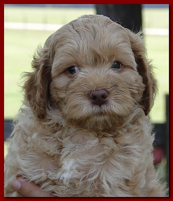 Jolie Ripley puppies 7 weeks old heads 013