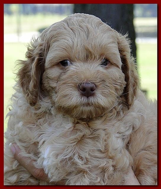 Jolie Ripley puppies 7 weeks old heads 014