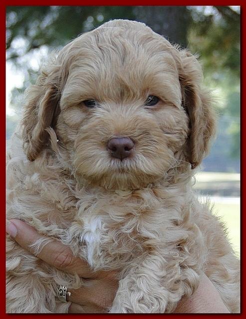 Jolie Ripley puppies 7 weeks old heads 016