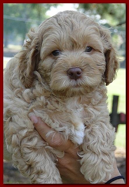 Jolie Ripley puppies 7 weeks old heads 018