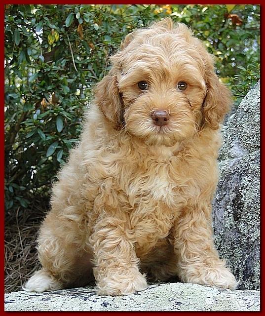 Jolie Ripley puppies 8 weeks old Red 001