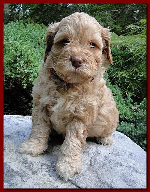 Jolile Rilpley puppies 5 weeks old 016