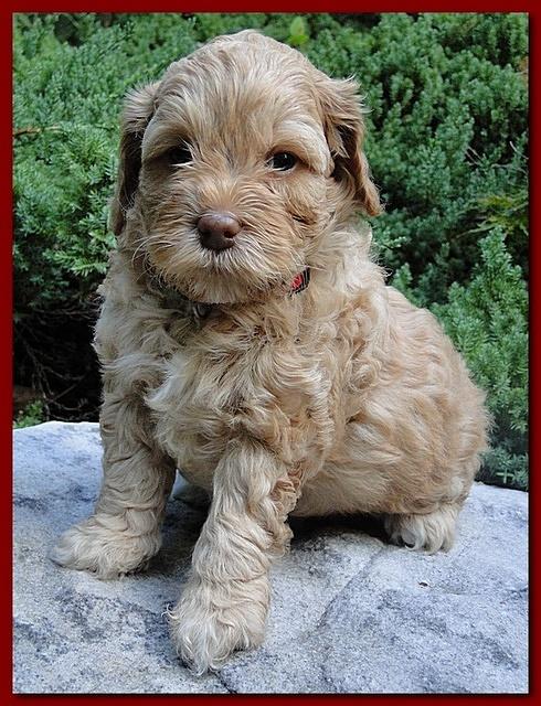 Jolile Rilpley puppies 5 weeks old 017