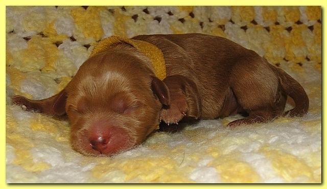 Jolie Ripley puppies 1 day old 041
