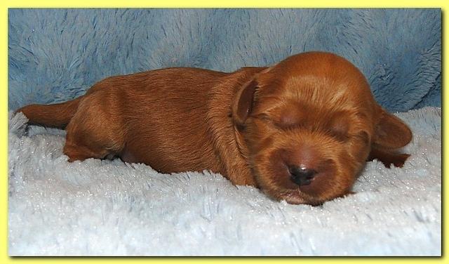 Jolie Ripley puppies 1 week old 072