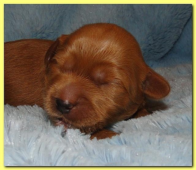 Jolie Ripley puppies 1 week old 075