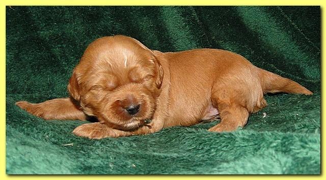 Jolie Ripley puppies 2 weeks old 050