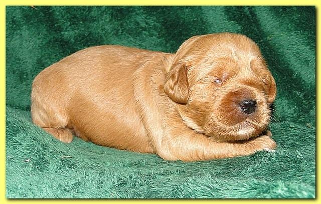 Jolie Ripley puppies 2 weeks old 060