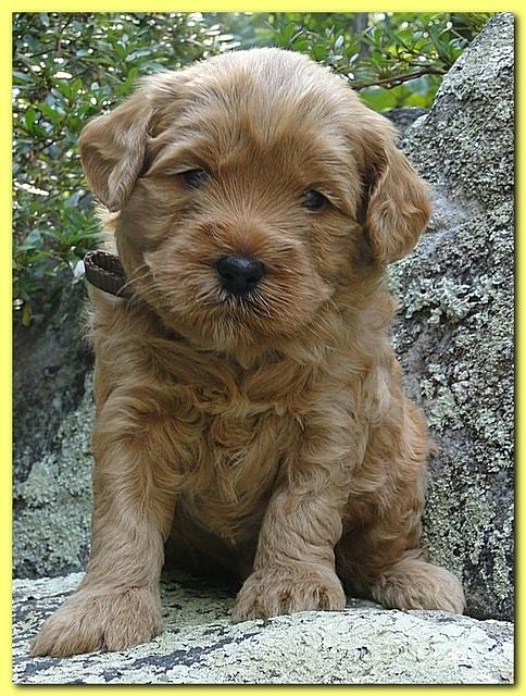 Jolie Ripley puppies 4 weeks old 041