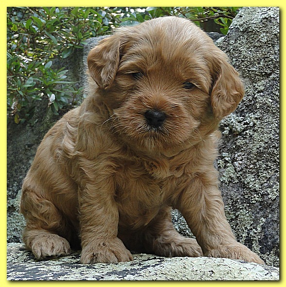 Jolie Ripley puppies 4 weeks old 043