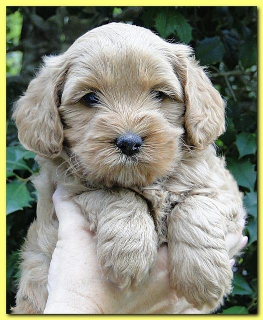 Jolie Ripley puppies 5.5 weeks faces 025