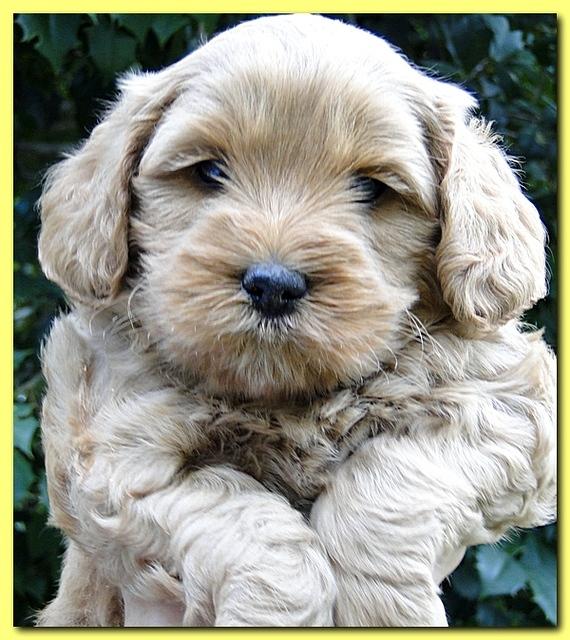 Jolie Ripley puppies 5.5 weeks faces 028