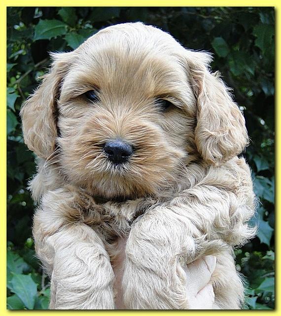 Jolie Ripley puppies 5.5 weeks faces 031