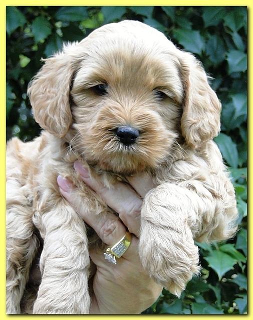 Jolie Ripley puppies 5.5 weeks faces 032