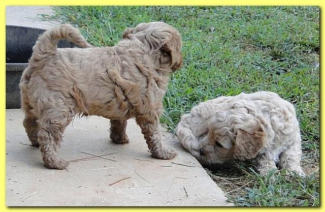 Jolie Ripley puppies 6 weeks old 3 002