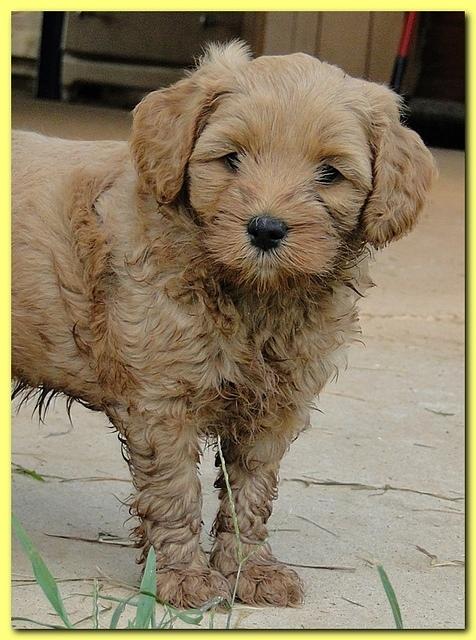 Jolie Ripley puppies 6 weeks old 3 025