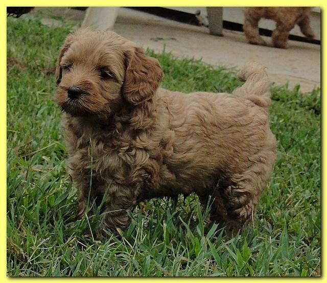 Jolie Ripley puppies 6 weeks old play 007